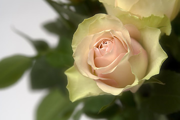 Image showing Pastel roses