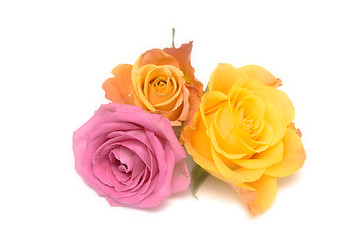 Image showing Pastel roses