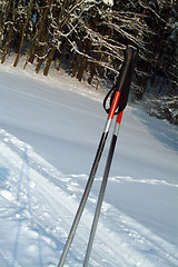 Image showing Ski poles