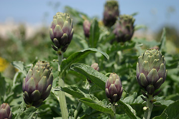 Image showing Artichoke crops in a field in Malta