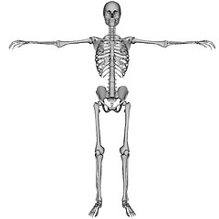 Image showing Skeleton