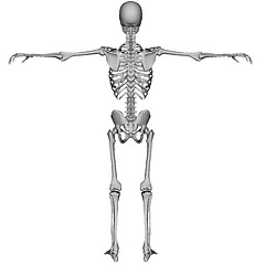 Image showing Skeleton