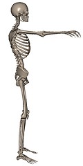 Image showing Skeleton