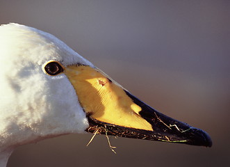 Image showing Swan close-up