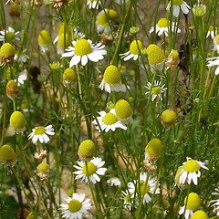 Image showing Chamomile