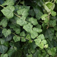 Image showing Ivy