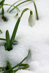 Image showing Snowdrop