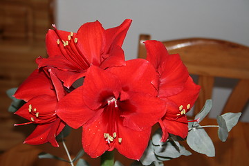 Image showing Amaryllis