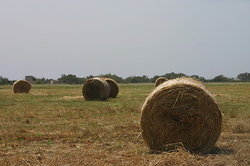 Image showing Hay