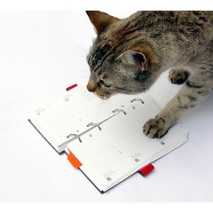 Image showing Cat reading notebook