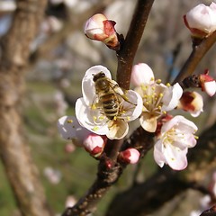 Image showing Bee fetching nectar from flower