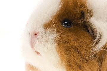 Image showing guinea pig isolated on the white background