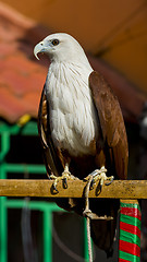 Image showing sea eagle