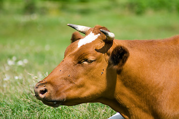 Image showing Cow face
