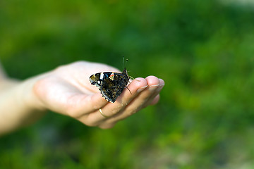 Image showing Butterfly on hand