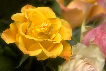 Image showing Pastel roses