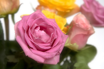 Image showing Pastel roses