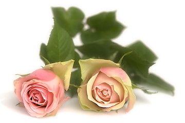 Image showing Pink rose