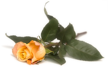 Image showing Yellow rose