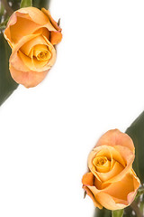 Image showing Yellow rose