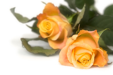 Image showing Yellow rose