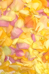 Image showing Rose petals