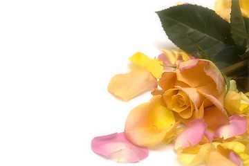 Image showing Rose petals