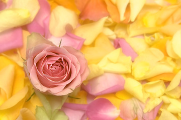 Image showing Rose petals