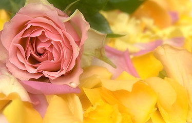 Image showing Rose petals