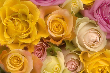 Image showing Pink and yellow roses