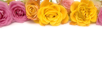 Image showing Pink and yellow roses