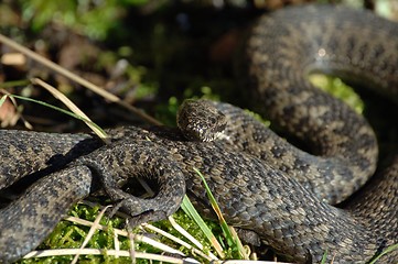 Image showing Norwegian female snake _09.02.2006_1_