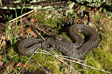 Image showing Norwegian female snake _09.02.2006_2_