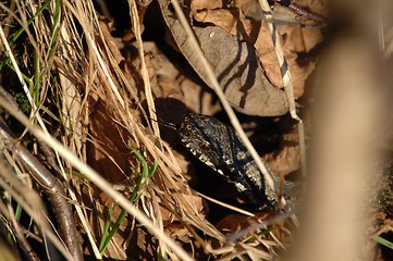 Image showing Norwegian female snake _09.02.2006_4_