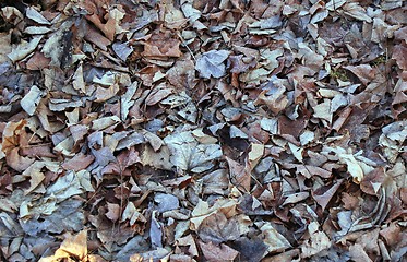 Image showing leaves