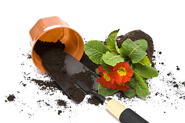 Image showing Springtime gardening