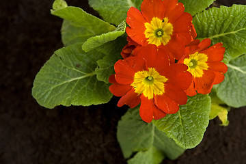 Image showing Springtime gardening