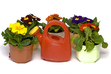 Image showing Springtime gardening