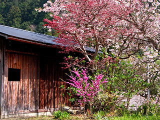 Image showing Rural Spring Beauty