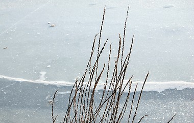 Image showing straw lake