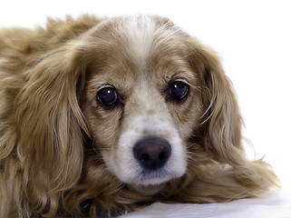 Image showing Isolated Cockapoo