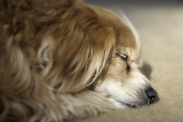 Image showing Cockapoo Sleeping