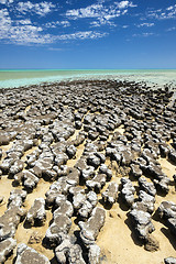 Image showing stromatolites