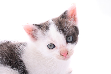 Image showing small cat