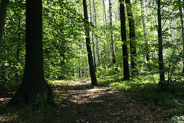 Image showing deep czech forest