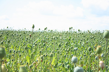 Image showing poppy field