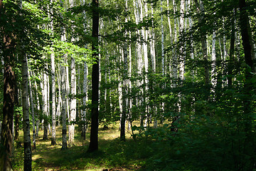 Image showing deep czech forest