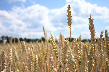 Image showing golden corn