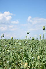 Image showing poppy field