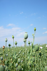 Image showing poppy field